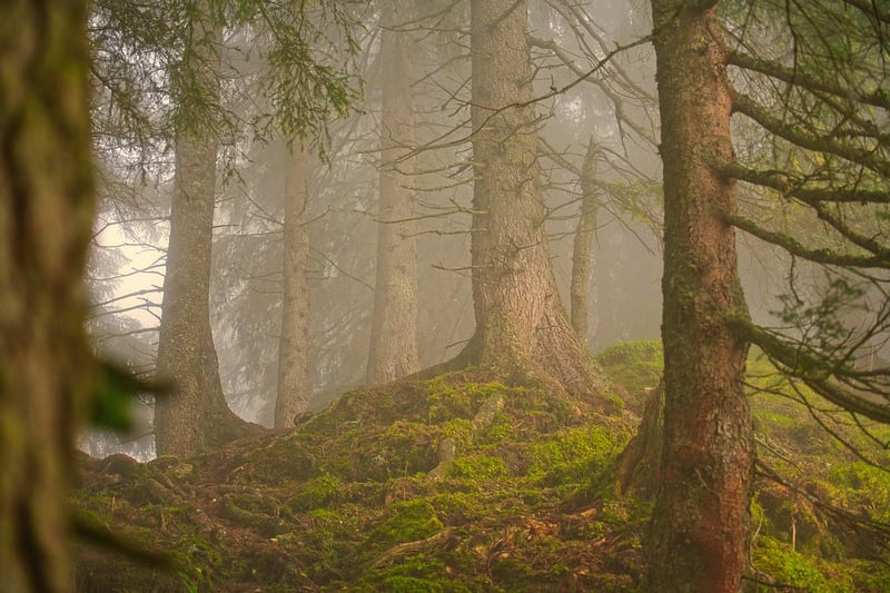 Forest Venue