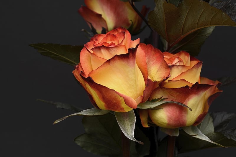 Botanical Beauty
